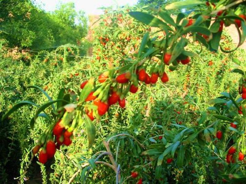 枸杞种子耐寒耐旱吃叶子果子易种植庭院阳台盆栽野外枸杞