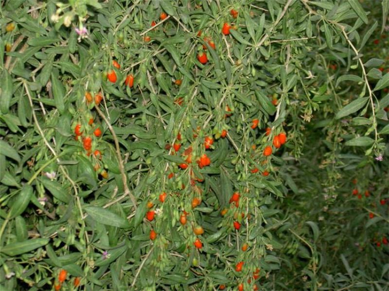 枸杞种子耐寒耐旱吃叶子果子易种植庭院阳台盆栽野外枸杞