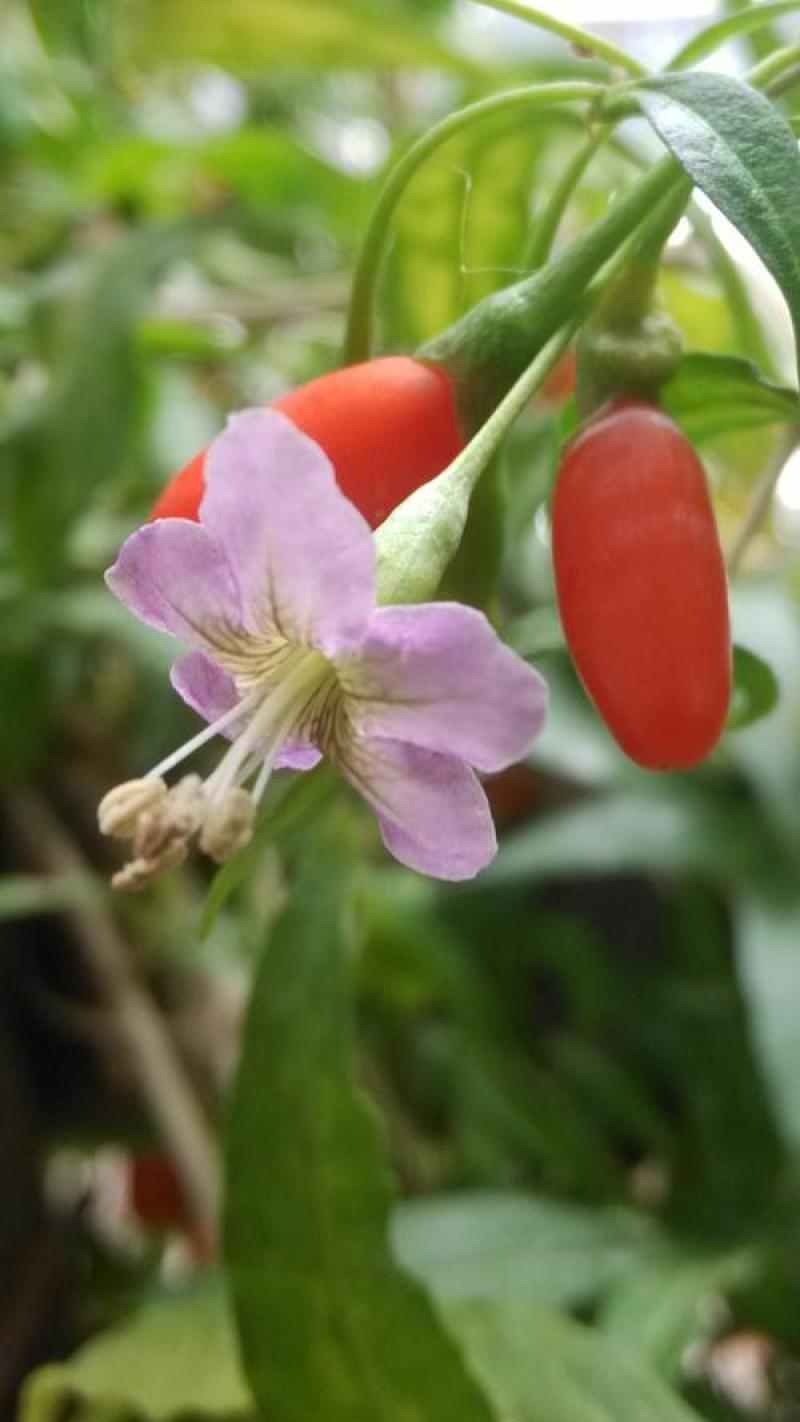 枸杞种子耐寒耐旱吃叶子果子易种植庭院阳台盆栽野外枸杞