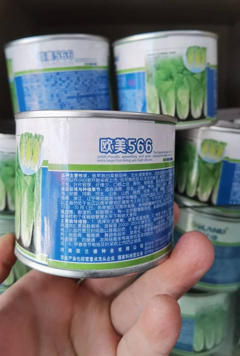 高端品质！欧美566快菜种子，速生耐湿耐热夏播四季小白菜