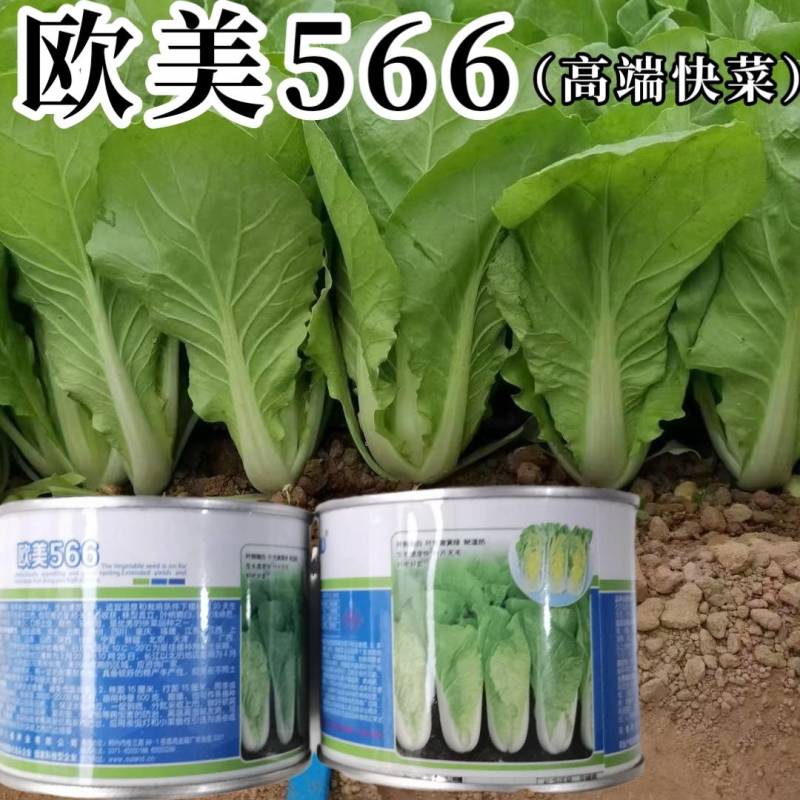 高端品质！欧美566快菜种子，速生耐湿耐热夏播四季小白菜
