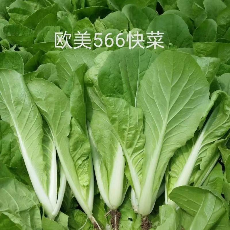 高端品质！欧美566快菜种子，速生耐湿耐热夏播四季小白菜