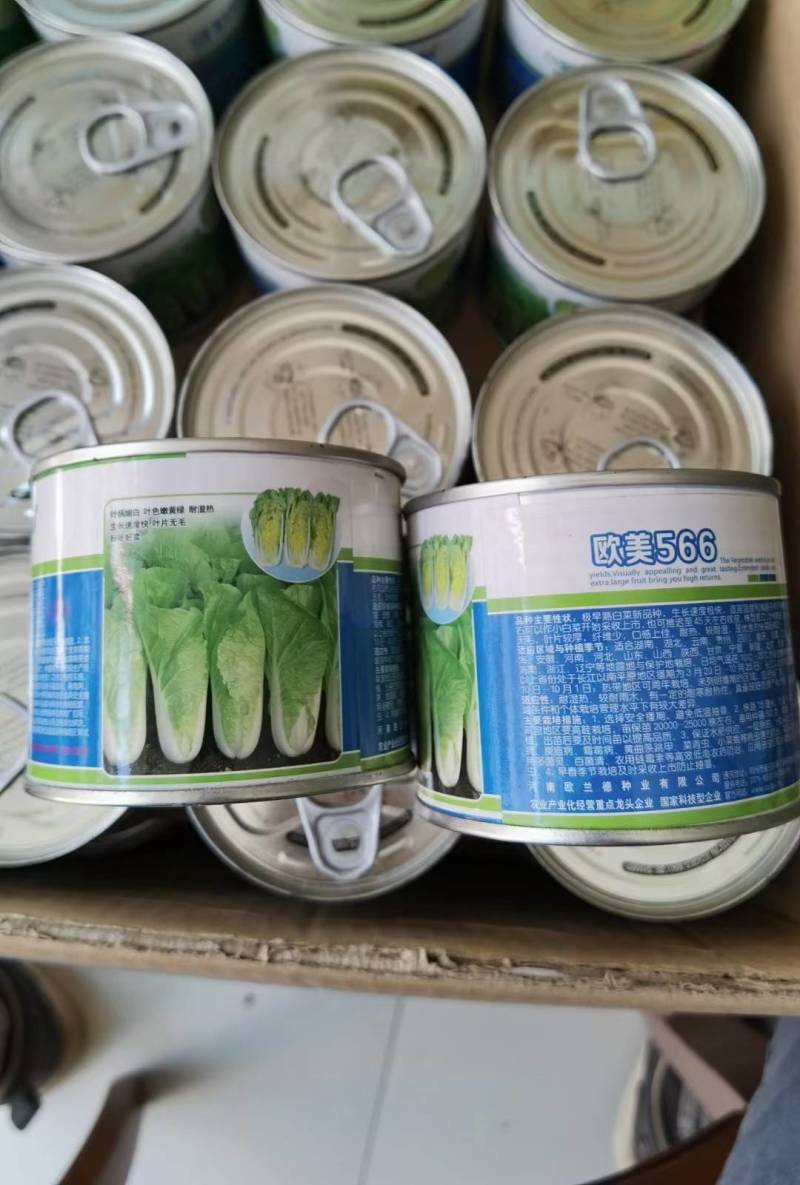 高端品质！欧美566快菜种子，速生耐湿耐热夏播四季小白菜