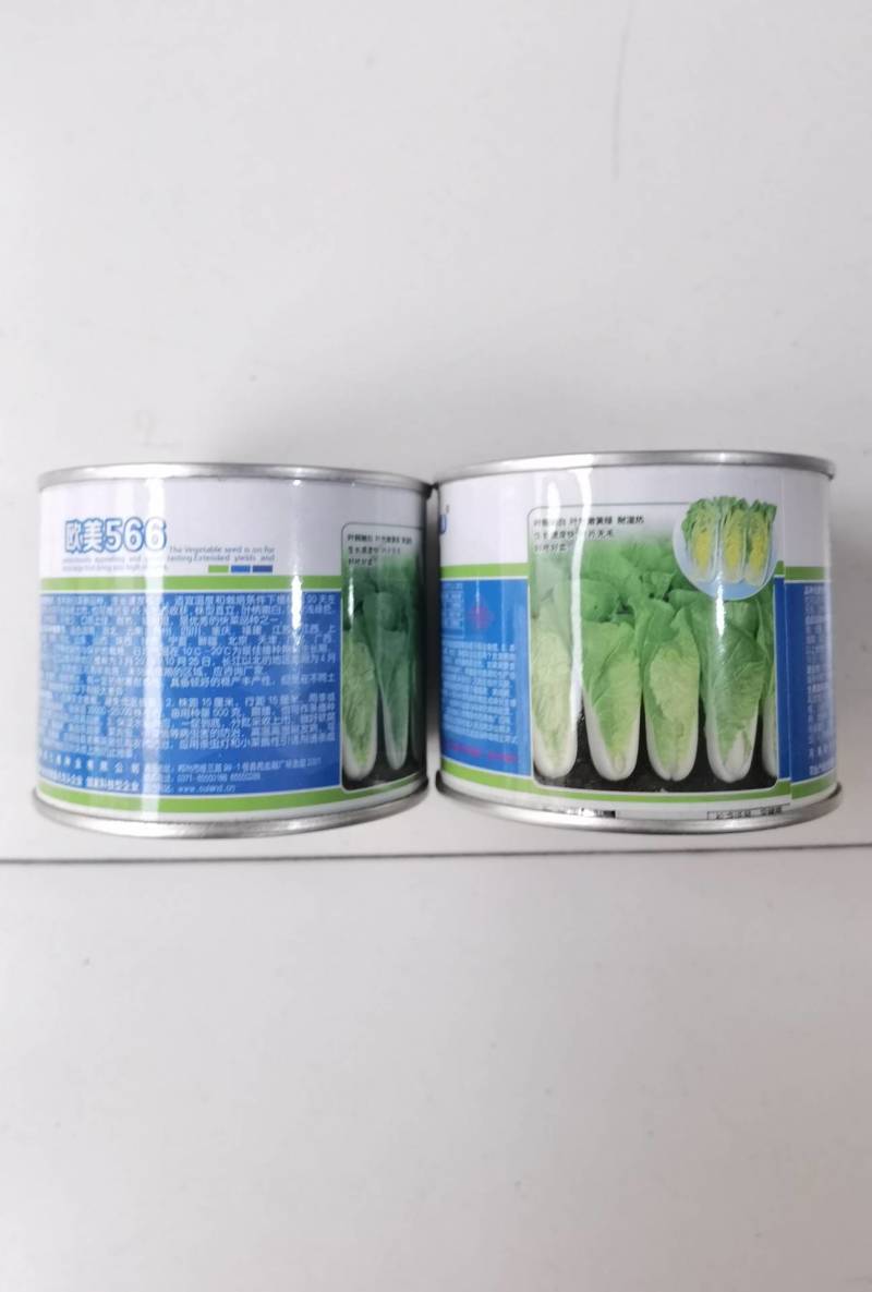 高端品质！欧美566快菜种子，速生耐湿耐热夏播四季小白菜