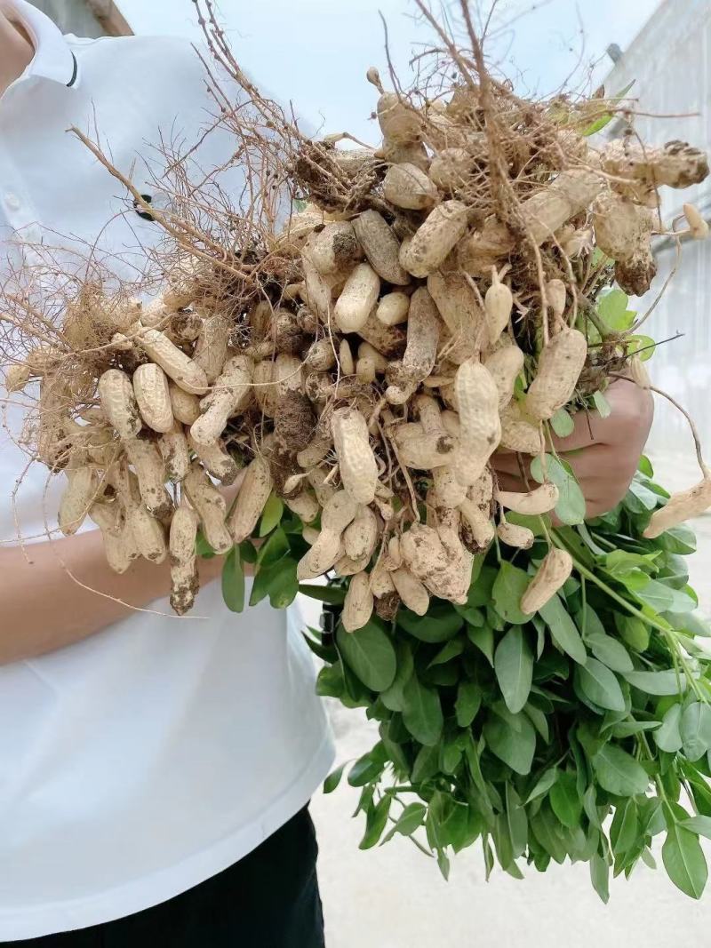 河南鲜花生，四粒红湿花生籽粒饱满，电商市场超市档口代发