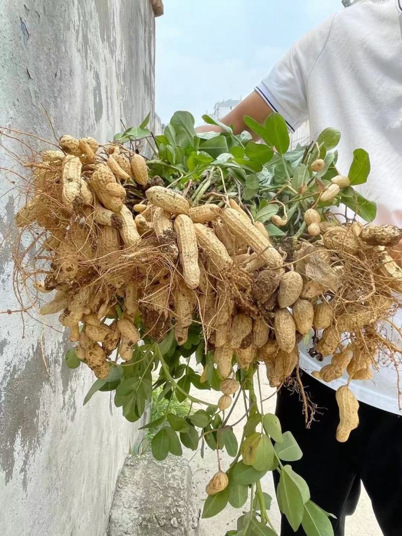 河南鲜花生，四粒红湿花生籽粒饱满，电商市场超市档口代发