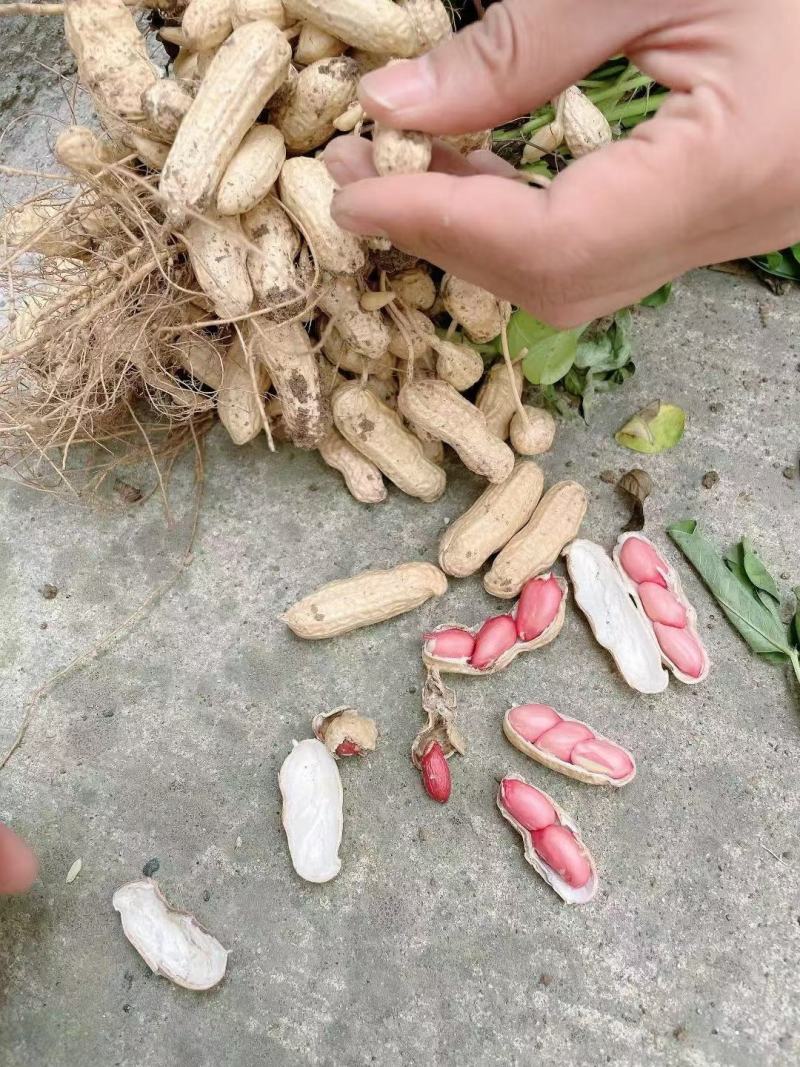 河南鲜花生，四粒红湿花生籽粒饱满，电商市场超市档口代发