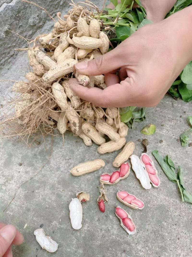 河南鲜花生，四粒红湿花生籽粒饱满，电商市场超市档口代发