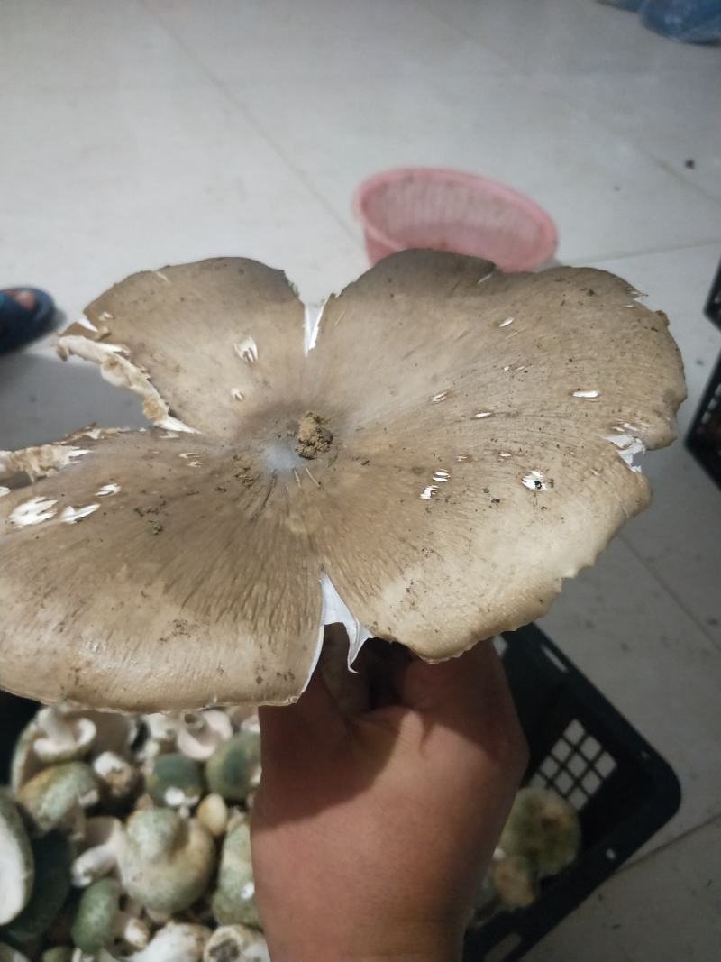 野生菌云南