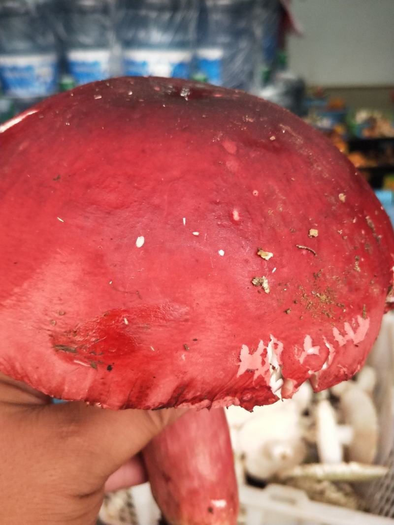 野生菌云南