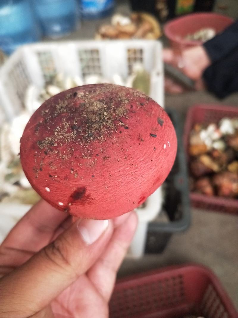 野生菌云南