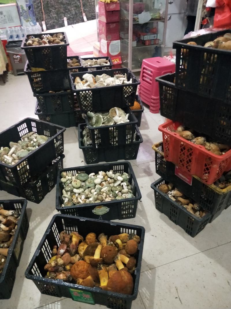 野生菌云南