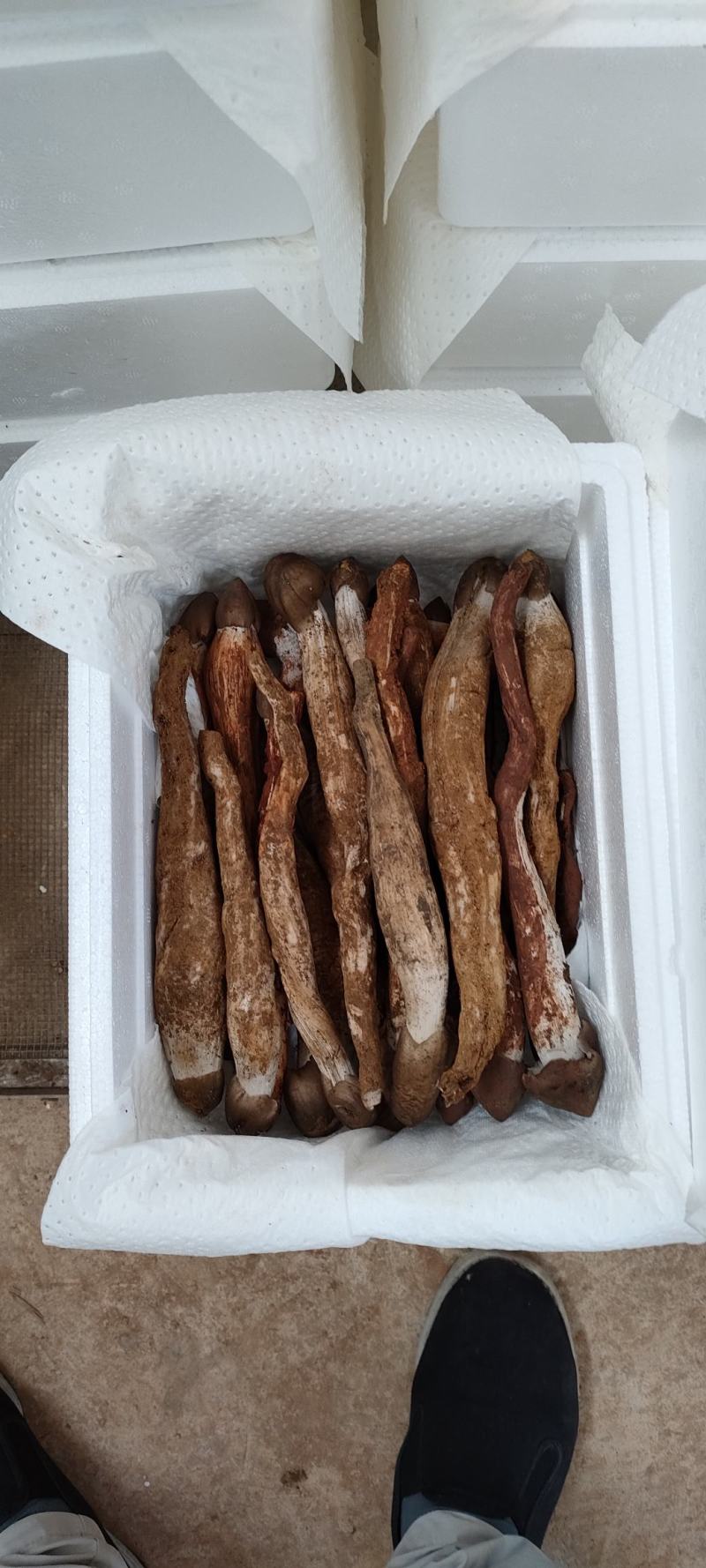 鸡枞菌新鲜野生鸡枞菌产地批发一件代发空运包邮招代理