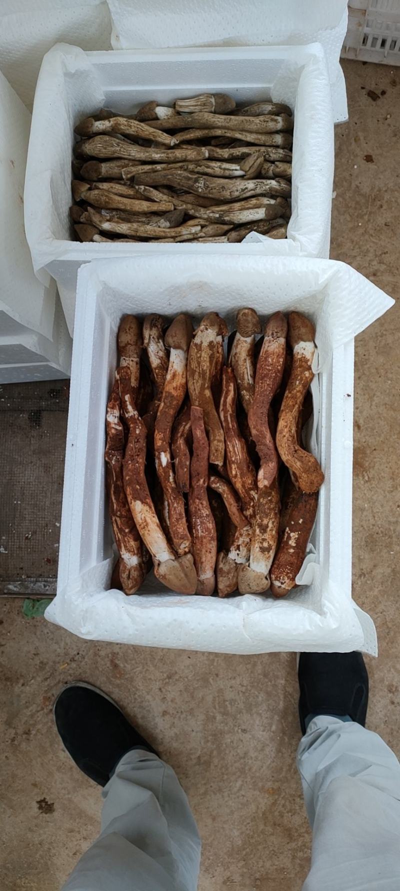 鸡枞菌新鲜野生鸡枞菌产地批发一件代发空运包邮招代理