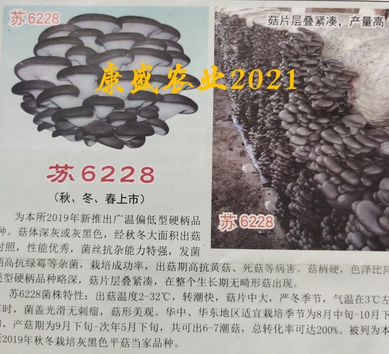 平菇菌种销售高中低温品种灰黑色菇形美纯度高抗杂高