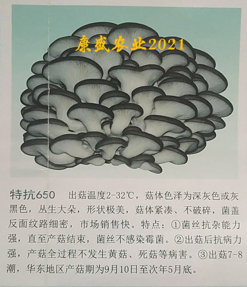 平菇菌种销售高中低温品种灰黑色菇形美纯度高抗杂高