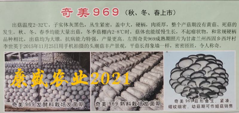 平菇菌种销售高中低温品种灰黑色菇形美纯度高抗杂高