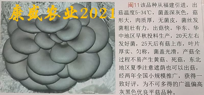 平菇菌种销售高中低温品种灰黑色菇形美纯度高抗杂高