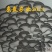 平菇菌种销售高中低温品种灰黑色菇形美纯度高抗杂高