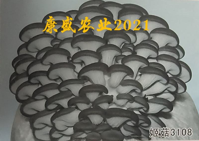 平菇菌种销售高中低温品种灰黑色菇形美纯度高抗杂高