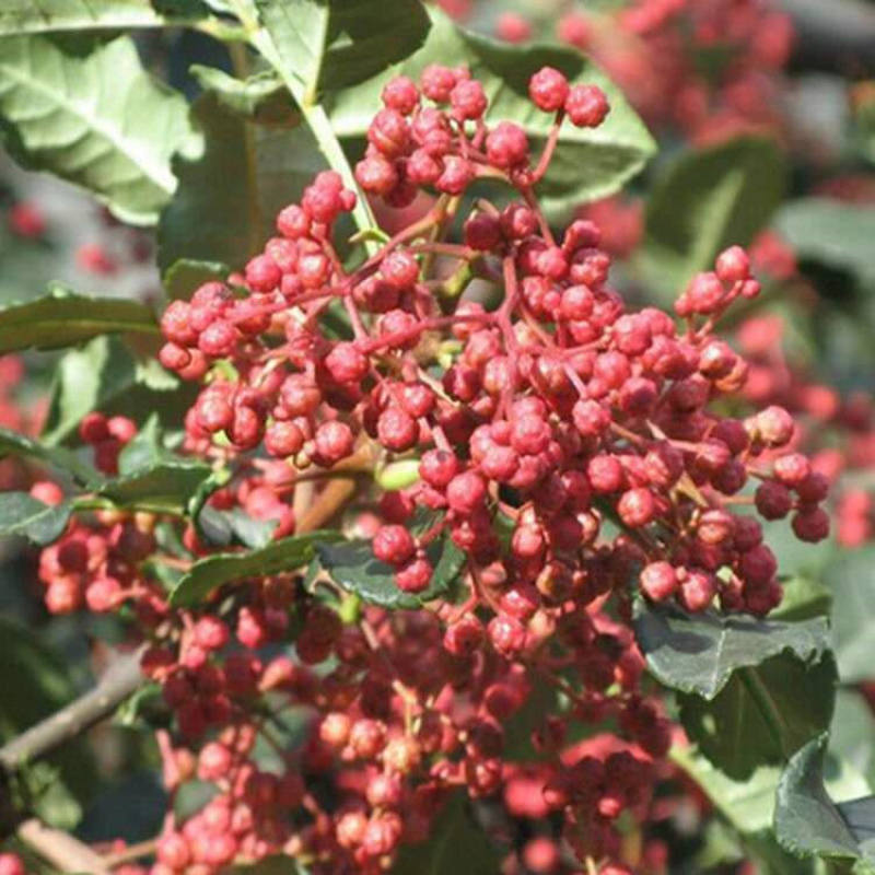 花椒树种子蔬菜种孑大红袍香麻香料耐寒耐旱喜阳光阳台庭院