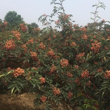 花椒树种子蔬菜种孑大红袍香麻香料耐寒耐旱喜阳光阳台庭院