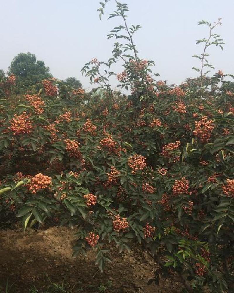 花椒树种子蔬菜种孑大红袍香麻香料耐寒耐旱喜阳光阳台庭院