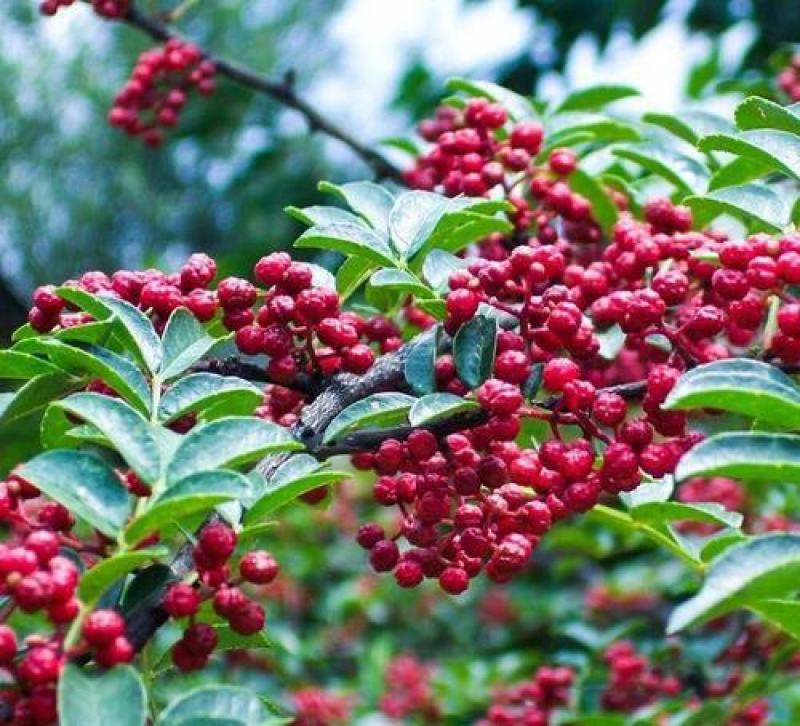 花椒树种子蔬菜种孑大红袍香麻香料耐寒耐旱喜阳光阳台庭院
