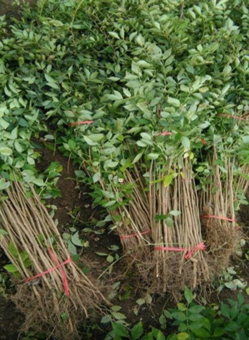 花椒树种子蔬菜种孑大红袍香麻香料耐寒耐旱喜阳光阳台庭院
