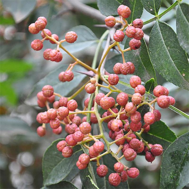 花椒树种子蔬菜种孑大红袍香麻香料耐寒耐旱喜阳光阳台庭院