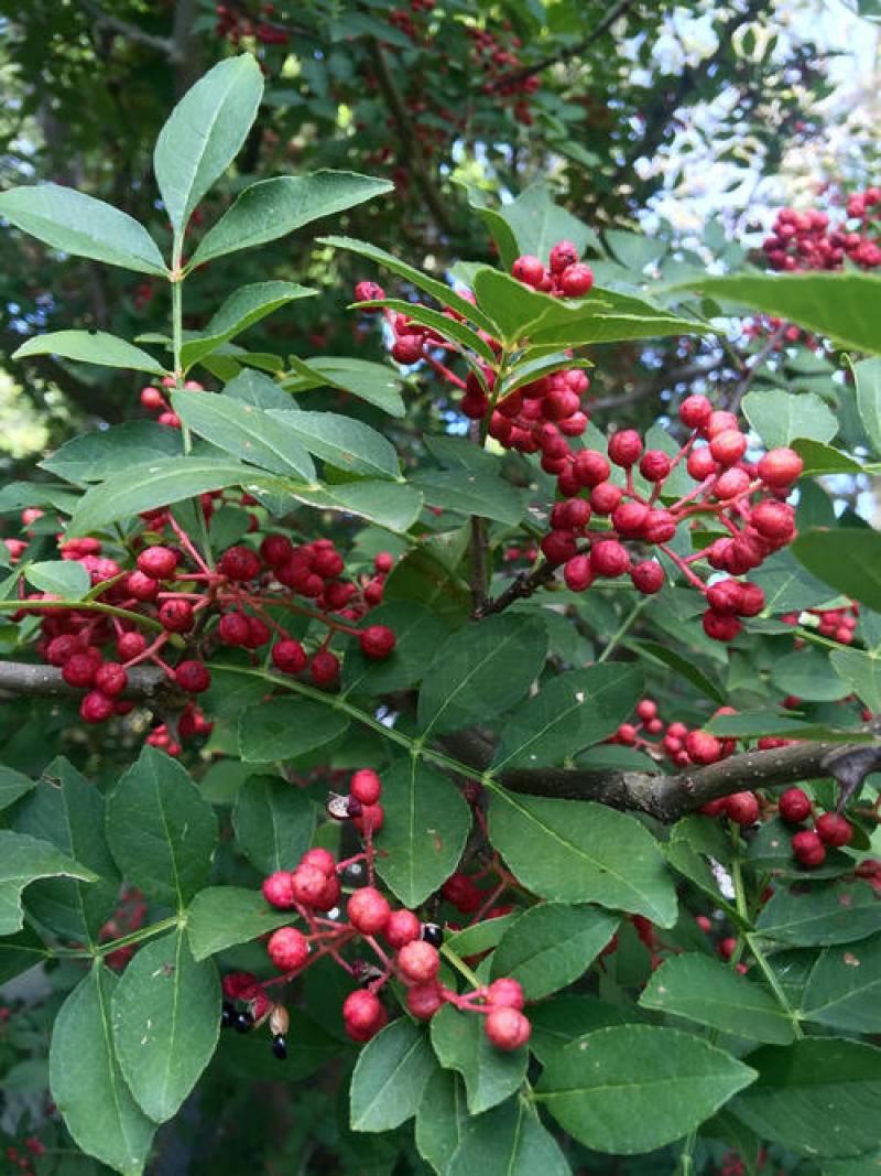 花椒树种子蔬菜种孑大红袍香麻香料耐寒耐旱喜阳光阳台庭院