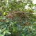 花椒树种子蔬菜种孑大红袍香麻香料耐寒耐旱喜阳光阳台庭院