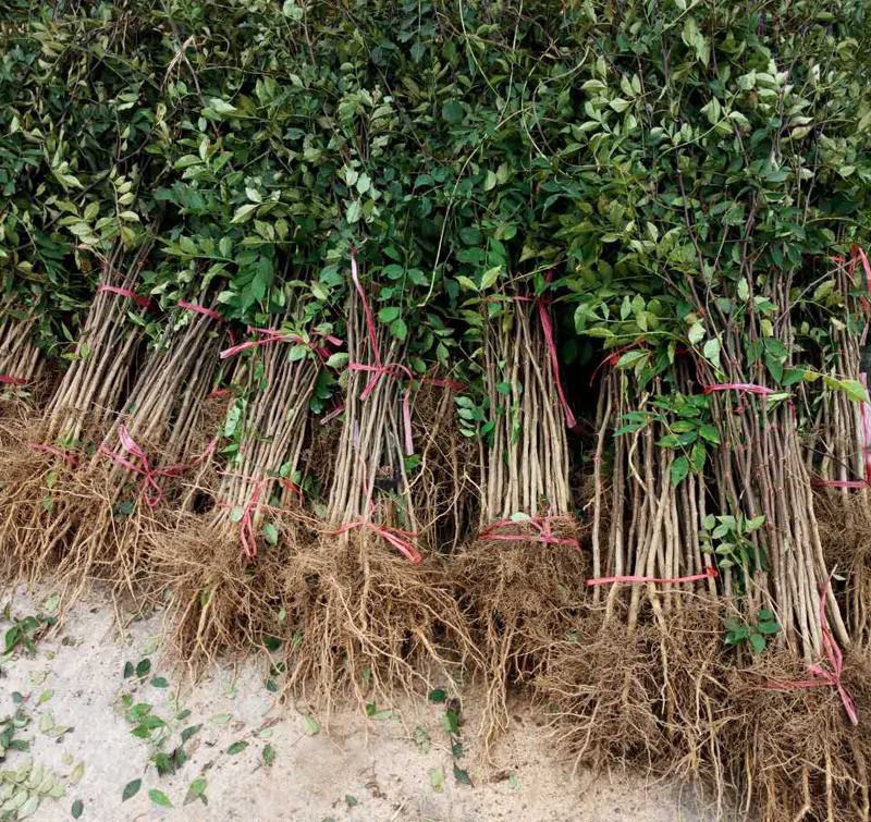 花椒树种子蔬菜种孑大红袍香麻香料耐寒耐旱喜阳光阳台庭院