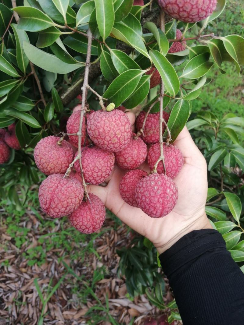 荔枝淮枝上市