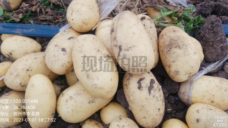 土豆马铃薯面积800余亩胶州市丰硕家庭农场自产直销