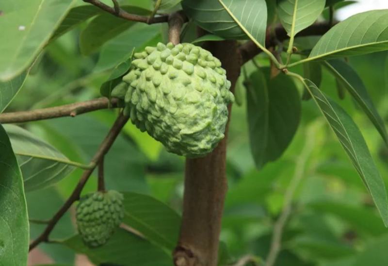 南方热带水果释迦种子番荔枝赖球果佛头果阳台庭院果树种子