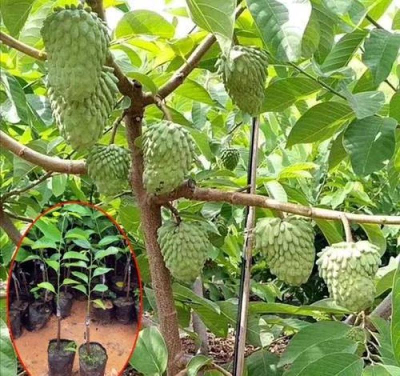 南方热带水果释迦种子番荔枝赖球果佛头果阳台庭院果树种子