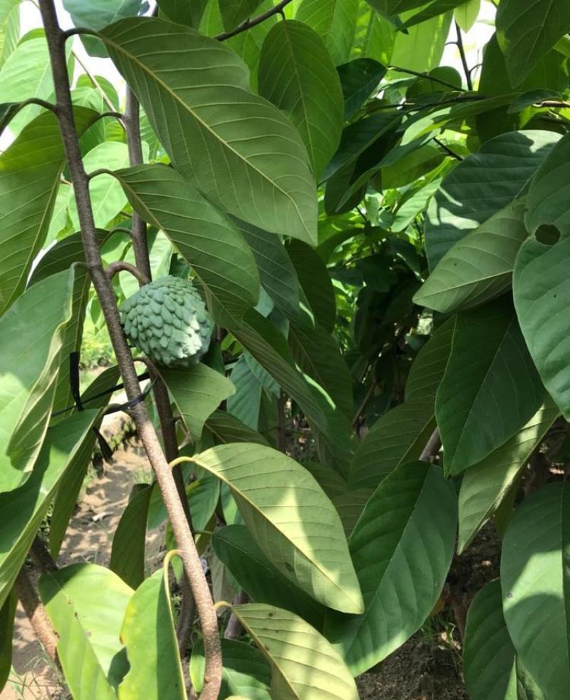 南方热带水果释迦种子番荔枝赖球果佛头果阳台庭院果树种子