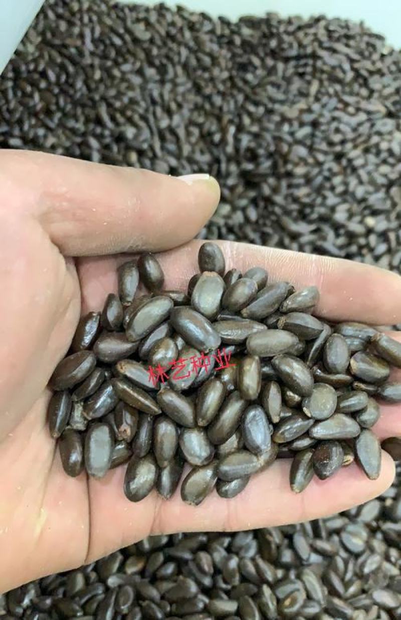 南方热带水果释迦种子番荔枝赖球果佛头果阳台庭院果树种子