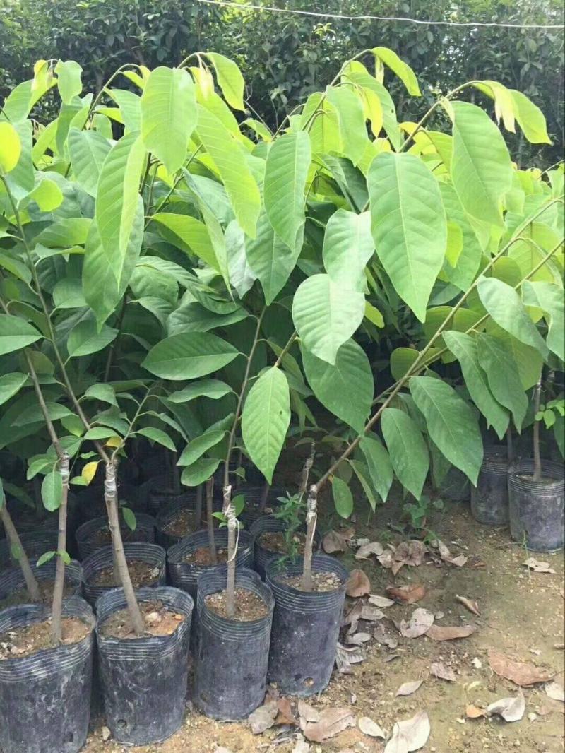 南方热带水果释迦种子番荔枝赖球果佛头果阳台庭院果树种子
