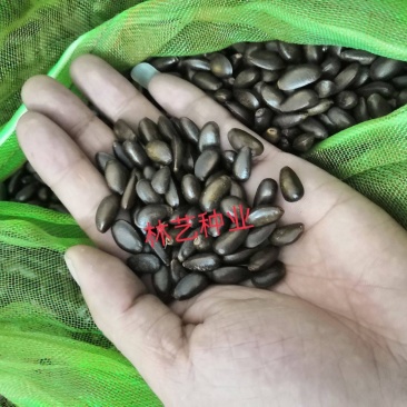 南方热带水果释迦种子番荔枝赖球果佛头果阳台庭院果树种子