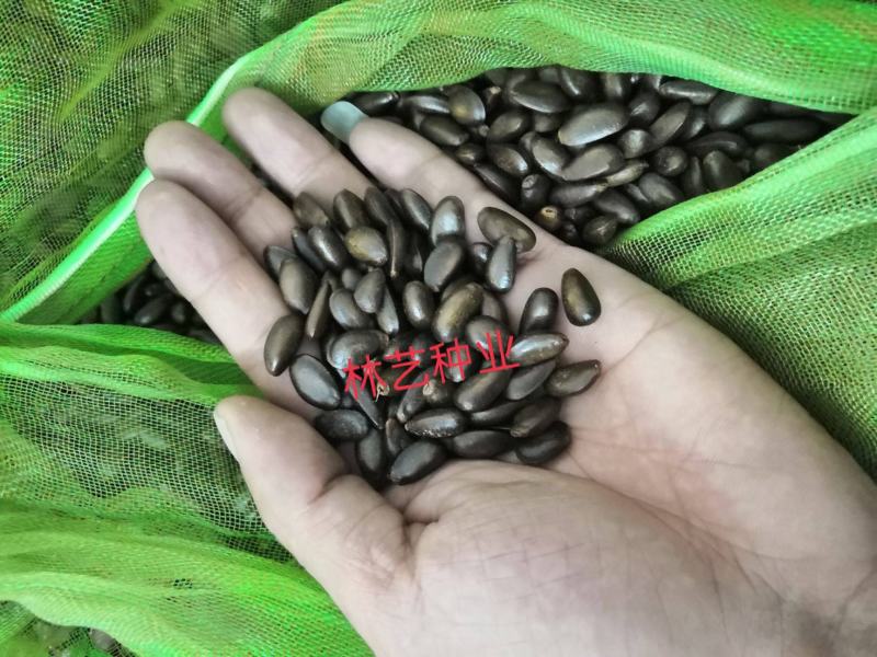 南方热带水果释迦种子番荔枝赖球果佛头果阳台庭院果树种子