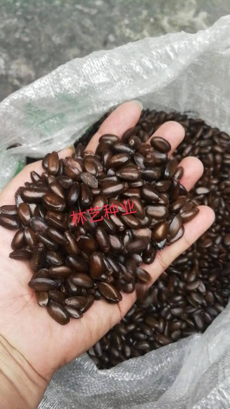 南方热带水果释迦种子番荔枝赖球果佛头果阳台庭院果树种子