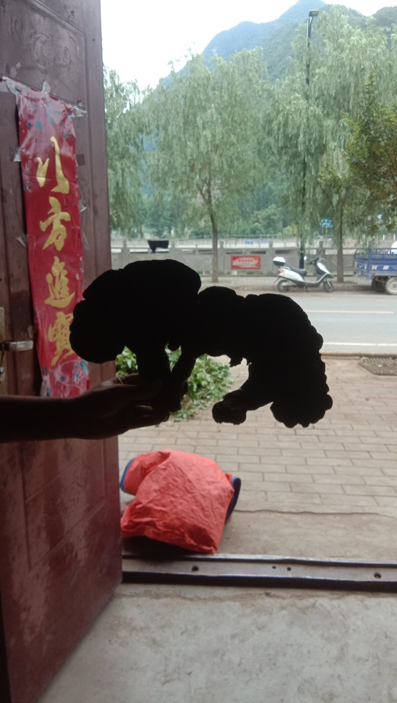 仿野生木灵芝，家种