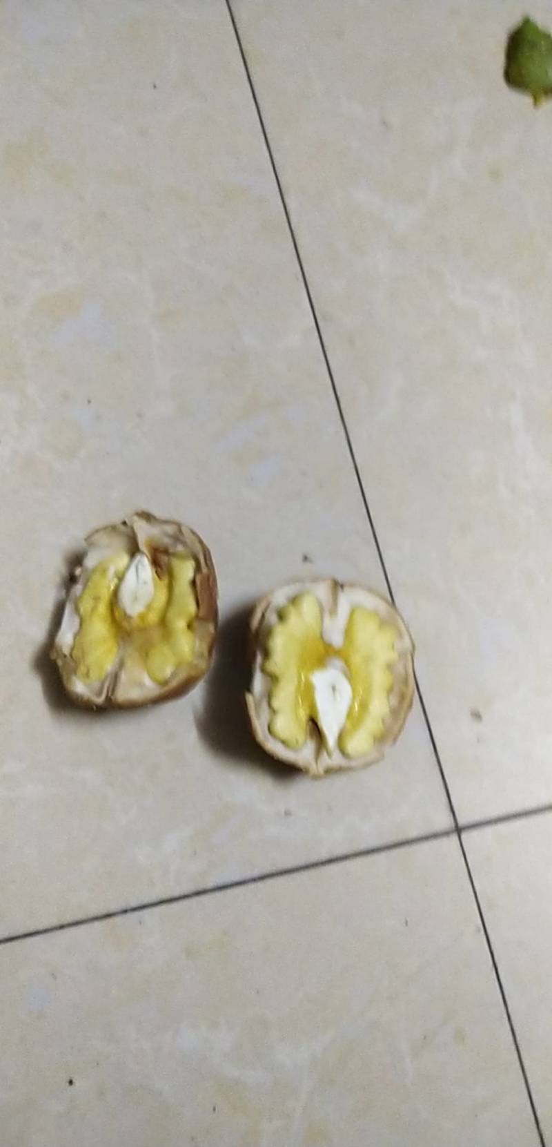【青皮核桃】河南青皮核桃万亩产地直销，质优价廉，能长供货