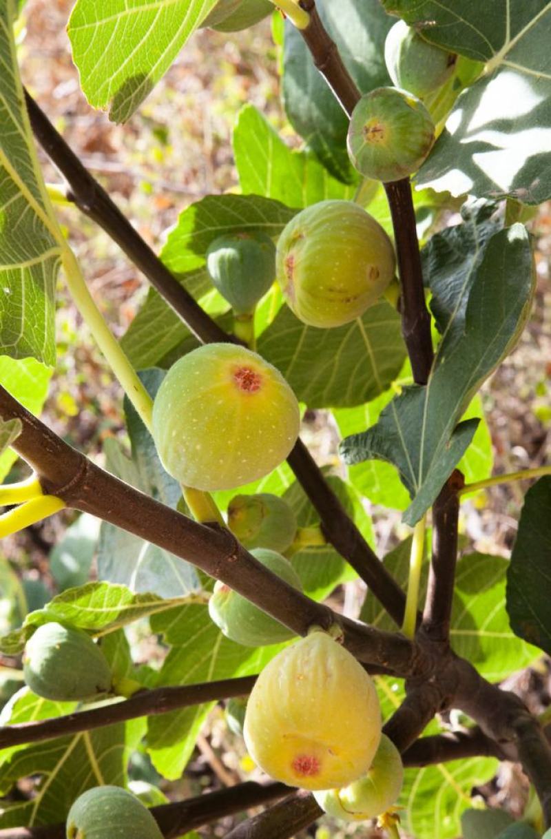无花果种子四季易种活蔬菜水果种子室外阳台农家地栽植物果树