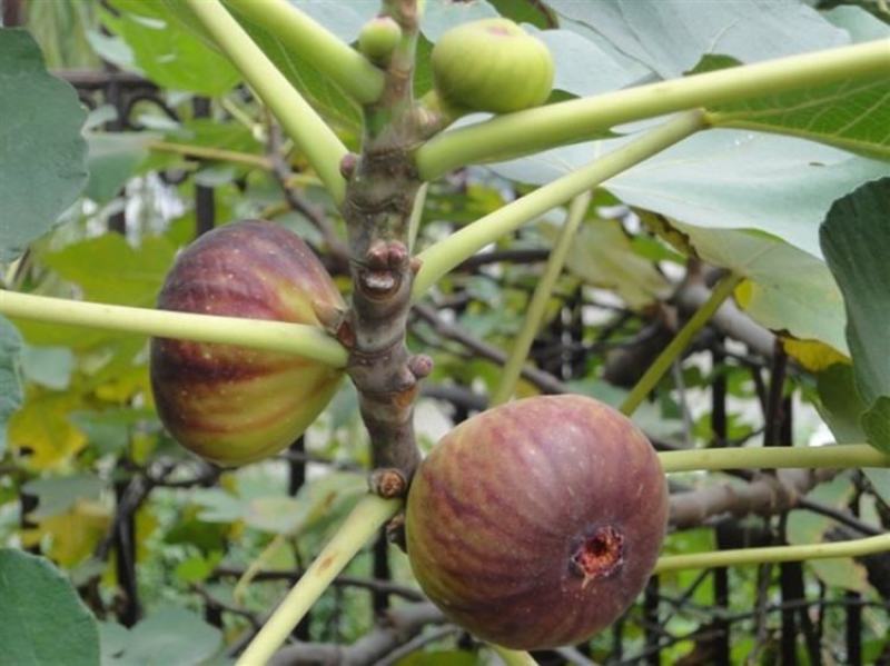 无花果种子四季易种活蔬菜水果种子室外阳台农家地栽植物果树