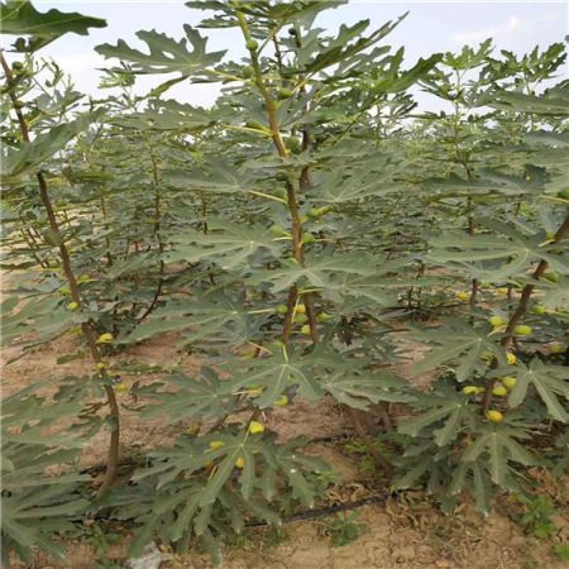 无花果种子四季易种活蔬菜水果种子室外阳台农家地栽植物果树