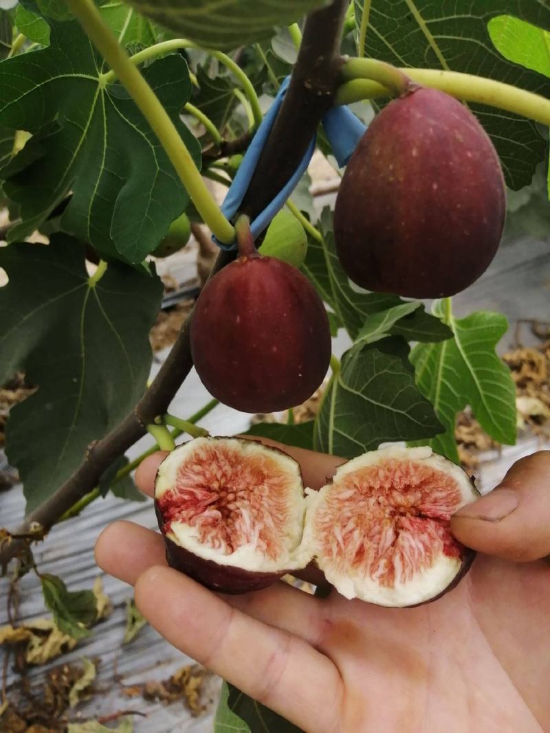 无花果种子四季易种活蔬菜水果种子室外阳台农家地栽植物果树