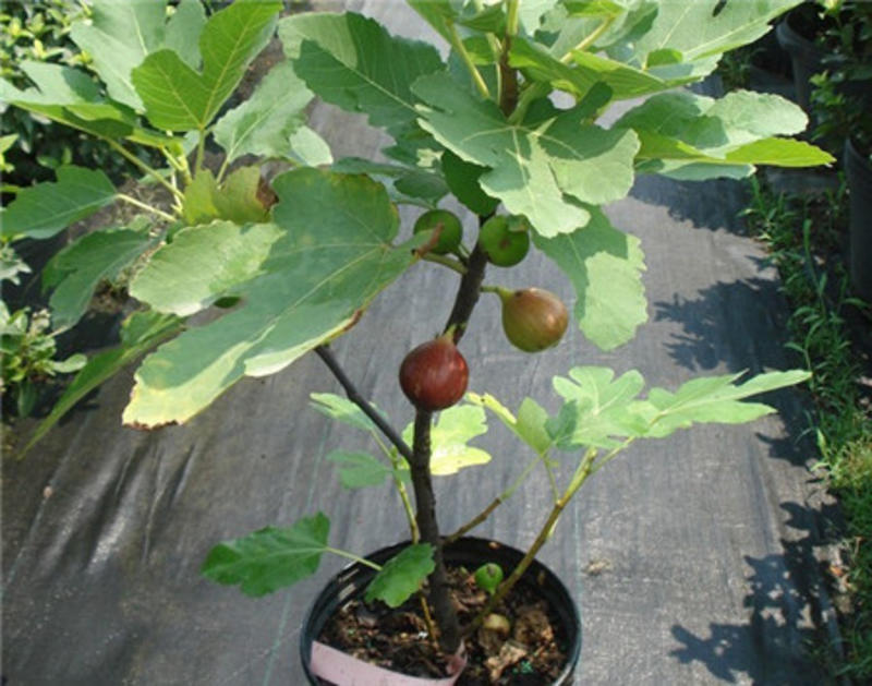 无花果种子四季易种活蔬菜水果种子室外阳台农家地栽植物果树